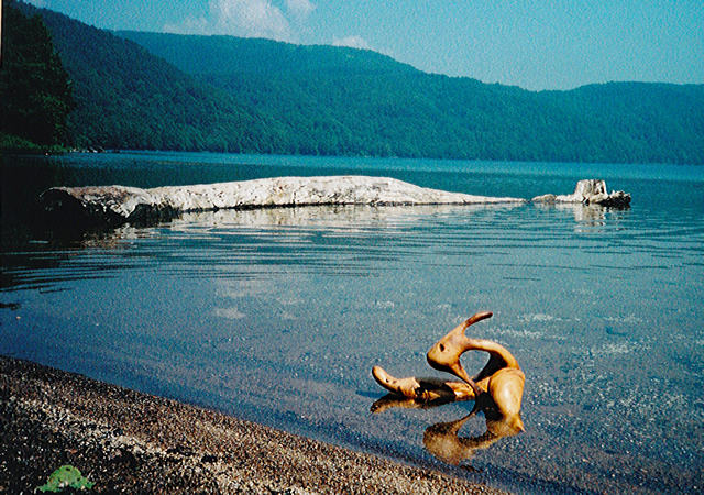 倶多楽湖の流木(2006年、井上治子撮影)